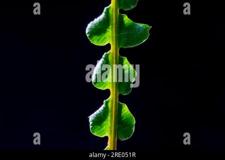 Hartfarn, Hirschfarn (Blechnum spicant, struthiopteris spicant), Flugblätter vor schwarzem Hintergrund, Niederlande Stockfoto