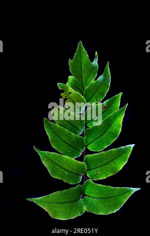 Japanische Holly Farn (Cyrtomium falcatum, Polysticum falcatum), Blattoberseite vor schwarzem Hintergrund, Niederlande Stockfoto