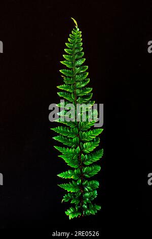 sumpffarn, östlicher Sumpffarn (Thelypteris palustris), Blatt vor schwarzem Hintergrund, Niederlande Stockfoto