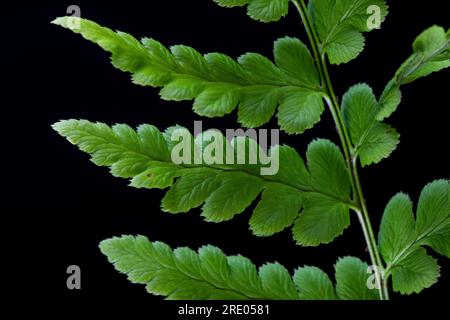 Haubenholzfarn, graue Haubenschildfarn, schmaler Sumpffarn, Haubenschnurfarn (Dryopteris cristata), Flugblätter vor schwarzem Hintergrund, Stockfoto