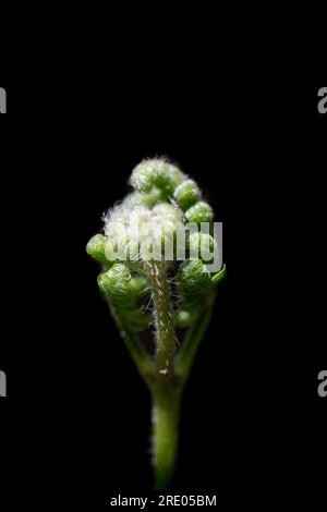 bracken-Farn (Pteridium aquilinum), Jungblatt vor schwarzem Hintergrund, Niederlande Stockfoto