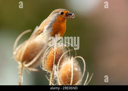 Europäische Rotbrust aus nächster Nähe auf einer Teeselpflanze füttern. Würmer und Käfer in ihrem Schnabel in der Natur. Der frühe Vogel fängt den Wurm Stockfoto