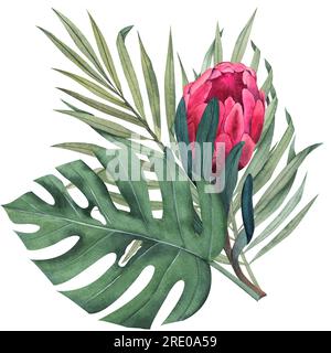 Zusammensetzung mit tropischen Pflanzen und Blumen. Botanische Aquarelle, grüne, exotische Blätter. Kokospalme, Monstera, protea-Blumen. Perfekt für Karten Stockfoto