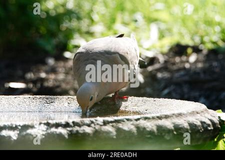 Eine trauernde Taube, die Wasser trinkt. Stockfoto