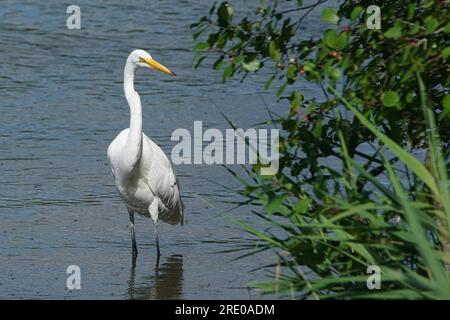 Great white egret feeding in a swamp. Stockfoto