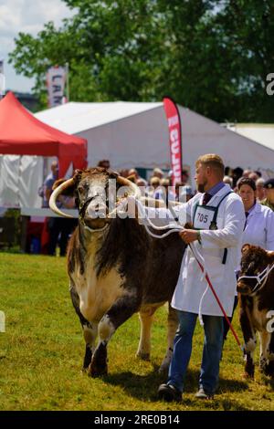 Auf der Great Yorkshire Show in Harrogate steht ein majestätischer englischer Longhorn Cattle Bull mit seinen verführerischen Hörnern und markanten Markierungen voller Stolz. Stockfoto