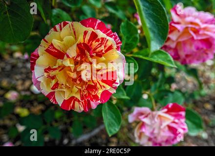 Gelb-rosa Beetrose Maurice Utrillo Blume auf grünem Laub Hintergrund an einem sonnigen Frühlingstag Stockfoto