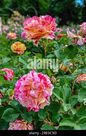 Rosa Beetrose Maurice Utrillo Blume auf grünem Laub Hintergrund an einem sonnigen Frühlingstag Stockfoto