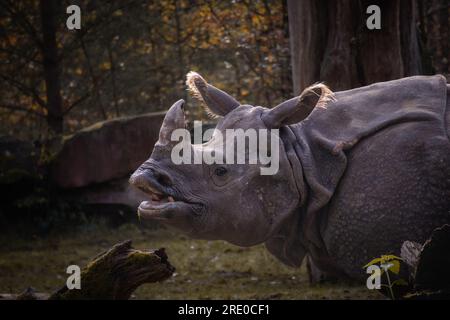 Große indische Nashörner, die vor dem Zoo einatmen. Rhinoceros Unicornis Portrait im Herbstzoologischen Garten. Stockfoto