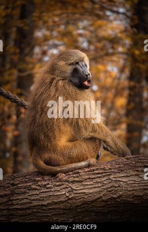 Guinea-Pavian auf Baumstamm im Herbstzoo. Vertikales Porträt des Affen der alten Papio-Welt im Zoologischen Garten während der Herbstsaison. Stockfoto
