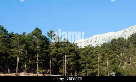 Seltener und gefährdeter libanesischer Zedernwald am Berg. Antalya, Türkei. Stockfoto