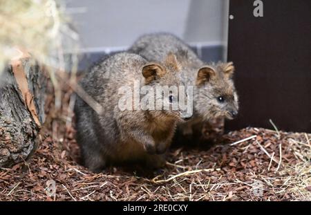 Stuttgart, Deutschland. 19. Juli 2023. Zwei Quokkas aus Australien sitzen bei der Ankunft in Wilhelma in Stuttgart in ihrem Innenbereich. Mehrere Quokkas ziehen in die neue australische Welt Terra Australis in Wilhema, die am Montag, den 24. Juli, eröffnet wird. Kredit: Bernd Weißbrod/dpa/Alamy Live News Stockfoto