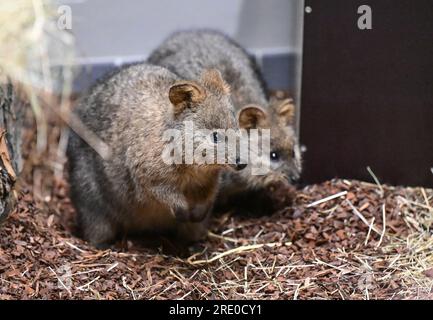 Stuttgart, Deutschland. 19. Juli 2023. Zwei Quokkas aus Australien sitzen bei der Ankunft in Wilhelma in Stuttgart in ihrem Innenbereich. Mehrere Quokkas ziehen in die neue australische Welt Terra Australis in Wilhema, die am Montag, den 24. Juli, eröffnet wird. Kredit: Bernd Weißbrod/dpa/Alamy Live News Stockfoto