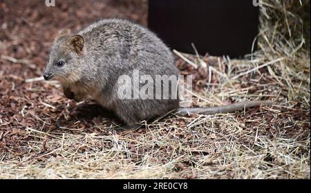 Stuttgart, Deutschland. 19. Juli 2023. Ein Quokka aus Australien befindet sich bei der Ankunft in Wilhelma in Stuttgart in seinem Innenbereich. Mehrere Quokkas ziehen in die neue australische Welt Terra Australis in Wilhema, die am Montag, den 24. Juli, eröffnet wird. Kredit: Bernd Weißbrod/dpa/Alamy Live News Stockfoto