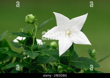 Blütenballonblume mit Knospen, Platycodon grandiflorus, Astra White. Zierpflanze, ganzjährig. Unscharfer grüner Hintergrund. Trencin, Slowakei Stockfoto