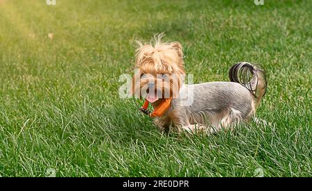 Tiere. Wunderschöner roter Yorkshire Terrier. Zwerg süßer Hund läuft im Sommer allein auf der Straße auf dem grünen Gras. Stockfoto