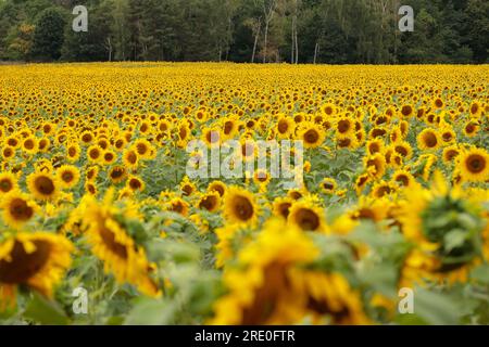 Ein großes Feld mit gelben Sonnenblumenblumen. Stockfoto