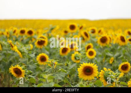 Sonnenblumendetail, Feldeinstellung, hellgelb, Textkopierbereich. Stockfoto