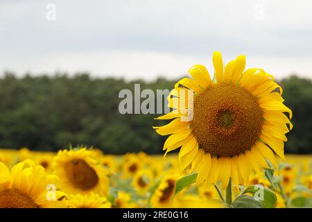 Sonnenblumendetail, Feldeinstellung, hellgelb, Textkopierbereich. Stockfoto