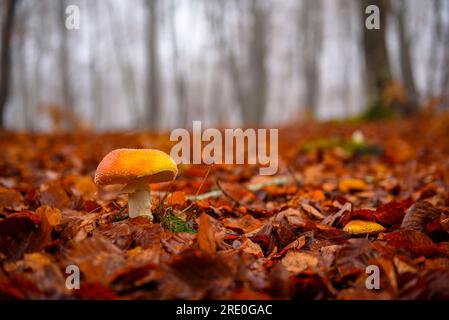 Agarpilze im Buchenwald von Roques Encantades an einem nebligen Herbsttag (Garrotxa, Gerona, Katalonien, Spanien) ESP: Seta Amanita muscaria Stockfoto