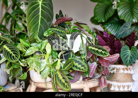 Urbaner Dschungel. Verschiedene tropische Zimmerpflanzen wie Pothos, Philodendron oder Maranta in Blumentöpfen im Wohnzimmer Stockfoto