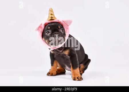 Brauner französischer Bulldog mit niedlichem pinkfarbenen Einhorn-Hut und goldenem Horn Stockfoto