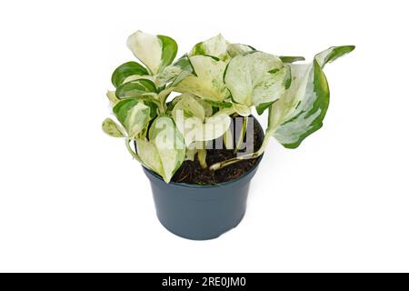 Exotische 'Epipremnum Aureum Manjula'-Pothos-Zimmerpflanze im Blumentopf auf weißem Hintergrund Stockfoto