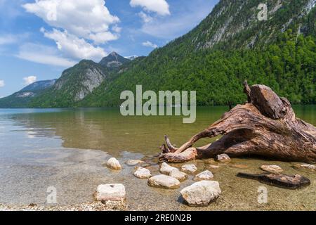 Es gibt ein elegantes Stück Treibholz und Felsen am Rand des Sees. King's Lake Wonders: Die Schönheit der Natur in Deutschland. Stockfoto
