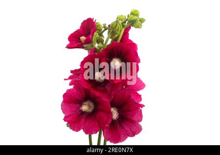 Rote Mallow-Blumen isoliert auf weißem Hintergrund Stockfoto