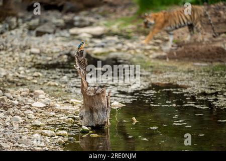 Wilde Momente im Wald gemeiner Königsfischer oder Alcedo, ein farbenfroher Vogel, der kleine Fische in seinem Schnabel jagt, hoch oben auf Baumstamm und Tiger im Hintergrund Stockfoto