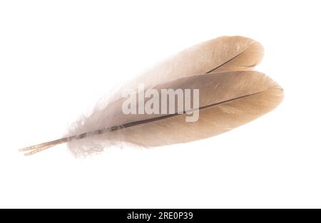 Vogelfeder auf weißem Hintergrund Stockfoto