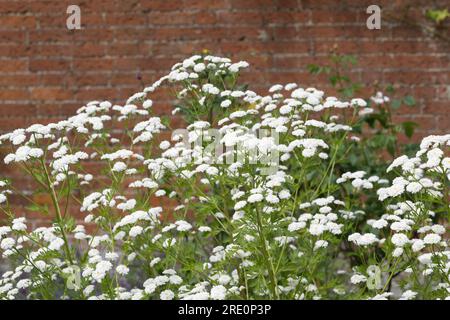 Weiße Sommerblumen aus doppelt fieberarmem Tanacetum parthenium „Flore Pleno“ im britischen Garten Juni Stockfoto