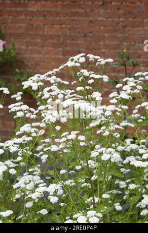 Weiße Sommerblumen aus doppelt fieberarmem Tanacetum parthenium „Flore Pleno“ im britischen Garten Juni Stockfoto