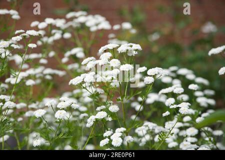 Weiße Sommerblumen aus doppelt fieberarmem Tanacetum parthenium „Flore Pleno“ im britischen Garten Juni Stockfoto