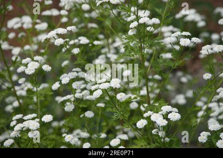 Weiße Sommerblumen aus doppelt fieberarmem Tanacetum parthenium „Flore Pleno“ im britischen Garten Juni Stockfoto