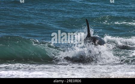 Orcas jagen Seelöwen, Halbinsel Valdes, Chubut, Patagonien, Argentinien. Stockfoto