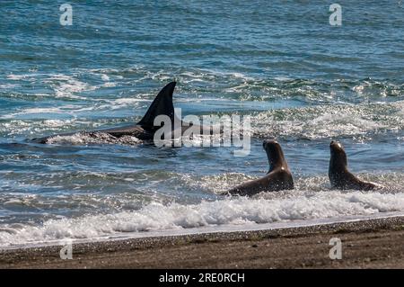 Orcas jagen Seelöwen, Halbinsel Valdes, Chubut, Patagonien, Argentinien. Stockfoto