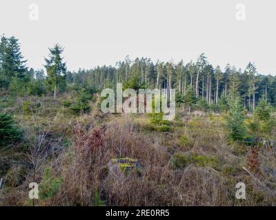 Waldverödung und Wiederaufforstung durch den Klimawandel in Bayern im Wald Stockfoto