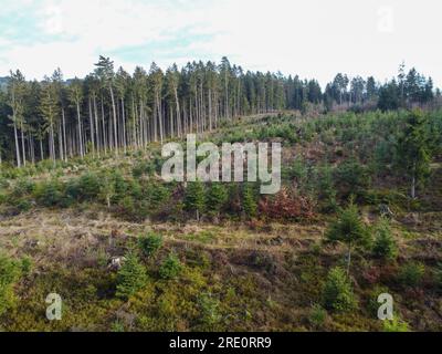 Waldverödung und Wiederaufforstung durch den Klimawandel in Bayern im Wald Stockfoto