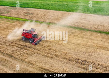 Moderner roter Mähdrescher, der im Sommer Weizen erntet. Luftaufnahme Landwirtschaft Stockfoto