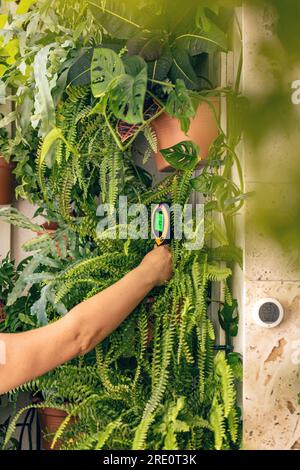 Eine Frau, die ihre grüne Hauspflanze zu Hause untersucht. Hauspflanzenpflege Stockfoto