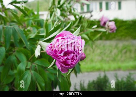 Kräuterpfingstrose (Paeonia lactiflora) mit rosa Knospen und Blüten. Liechtenstein liegt im Herzen der Alpen und des Rheintals. Stockfoto
