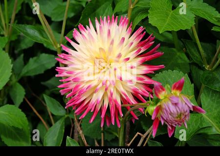 Kaktus Dahlia „Tahiti Sunrise“ in Blume. Stockfoto