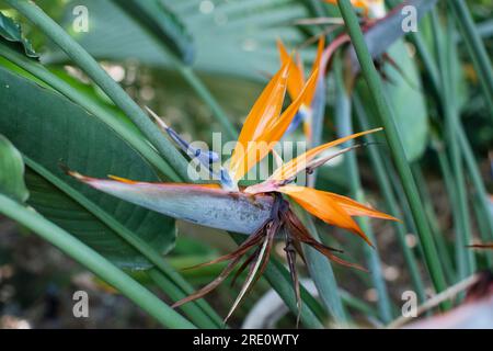 Vogel des Paradieses Pflanze in voller saisonaler Blüte. Wunderschöne tropische Blume Stockfoto