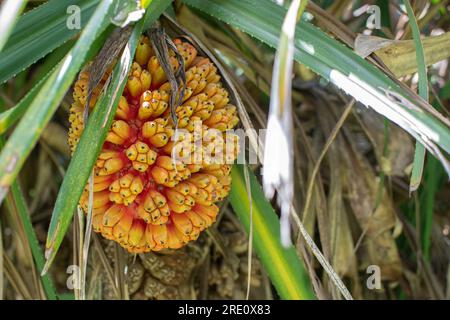 Wunderschöne tropische Pflanze Pandanus tectorius (Hala, Bacua, Vacquois). Nahaufnahme von frischen Meeresfrüchten, die an einem Baum hängen. Stockfoto