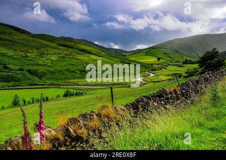 Das Tal von Billhope Burn bei Hermitage Castle, Newcastleton, Roxburghshire, Grenzregion, Schottland, Großbritannien, Großbritannien, Europa Stockfoto