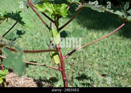 Okra-Pflanzen wachsen auf einem städtischen Bauernhof Stockfoto