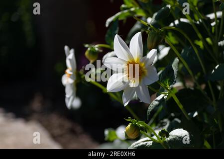 Weiße Dahlienblume mit Hintergrundbeleuchtung vor dunklem Hintergrund, Blumen im Garten Stockfoto