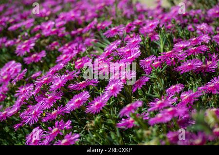 Rosenblüten der Wüste im Fokus, rosafarbene Blüten Stockfoto