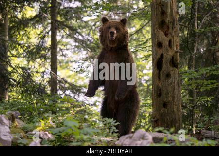 Braunbär - Ursus arctos großes beliebtes Säugetier aus europäischen Wäldern und Bergen, Slowenien, Europa. Stockfoto